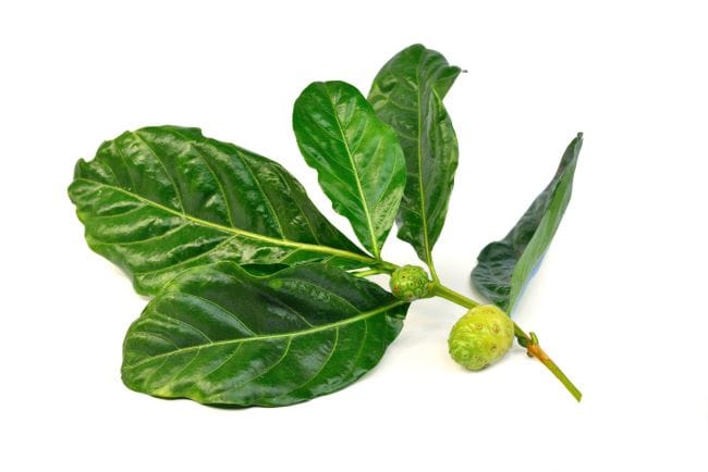 8 Manfaat Daun Mengkudu bagi Kesehatan - Alodokter