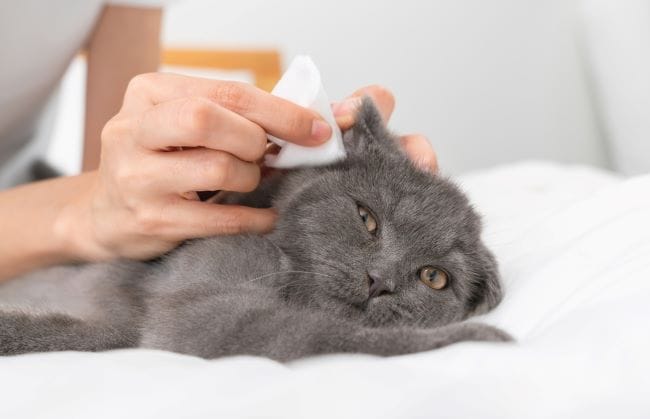 7 Cara Membersihkan Telinga Kucing dengan Mudah dan Tepat - Alodokter