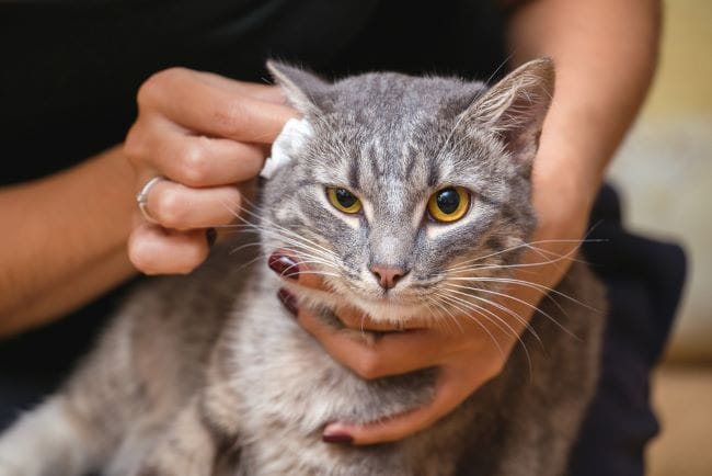 Telinga Kucing Berair, Ketahui Penyebab dan Cara Mengatasinya - Alodokter