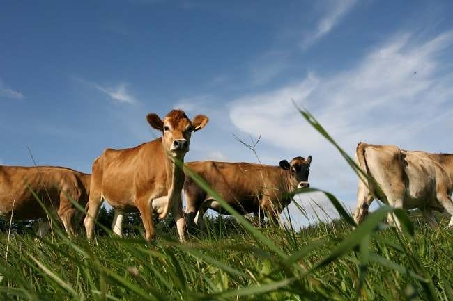 Susu Organik dan Beragam Keunggulannya - Alodokter