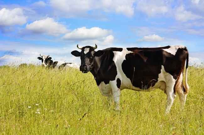 Ini Alasan Penting Memberikan Susu Organik untuk Anak - Alodokter