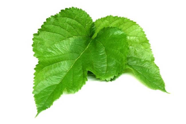 8 Manfaat Daun Murbei untuk Kesehatan yang Jarang Diketahui - Alodokter