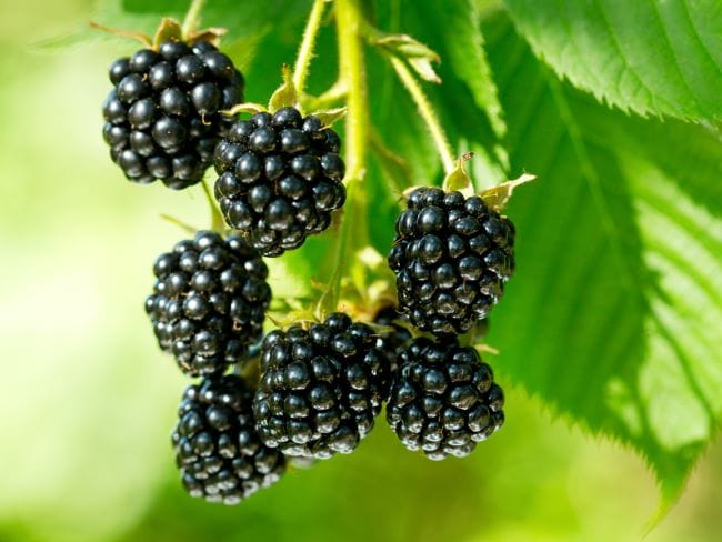 Buah Blackberry, Ragam Nutrisi dan Manfaatnya untuk Tubuh - Alodokter