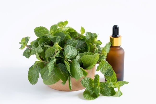 6 Daun untuk Obat Gatal Kulit dan Cara Menggunakannya - Alodokter