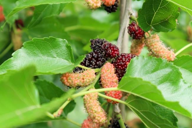 Arbei, Inilah Kandungan Nutrisi dan Manfaatnya - Alodokter