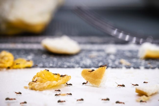 8 Cara Mengusir Semut yang Cepat dan Ampuh - Alodokter