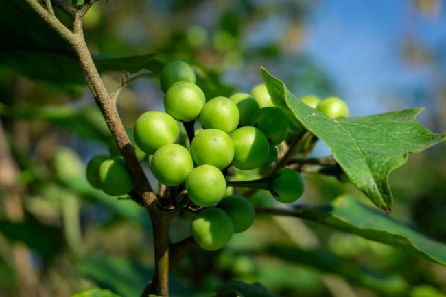 Tekokak, Tumbuhan Liar yang Punya Banyak Manfaat untuk Kesehatan - Alodokter