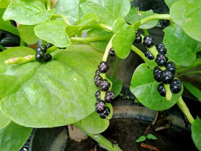 Buah Angkung, Inilah 6 Manfaat dan Cara Mengonsumsinya - Alodokter