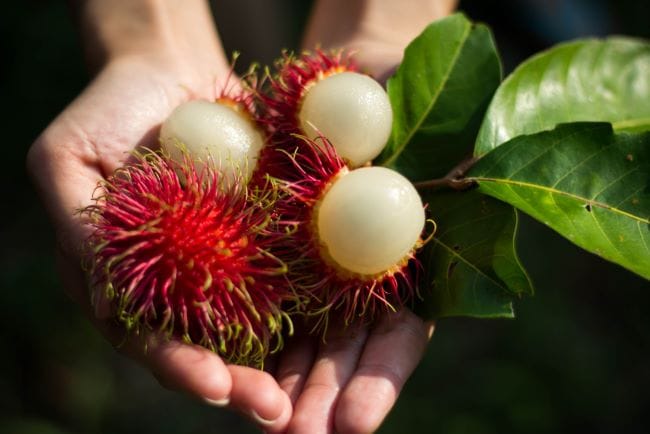 Bolehkah Ibu Hamil Makan Rambutan? Inilah Faktanya - Alodokter