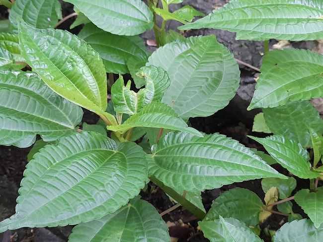 Daun Pohpohan, Inilah 7 Manfaatnya bagi Kesehatan Tubuh - Alodokter