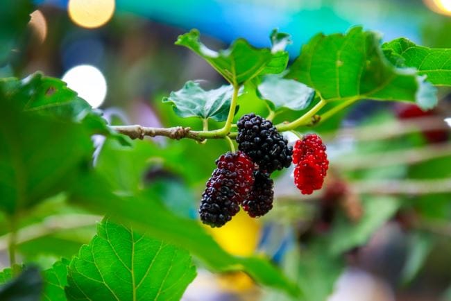 Mulberry, Inilah Kandungan Nutrisi dan Manfaatnya - Alodokter