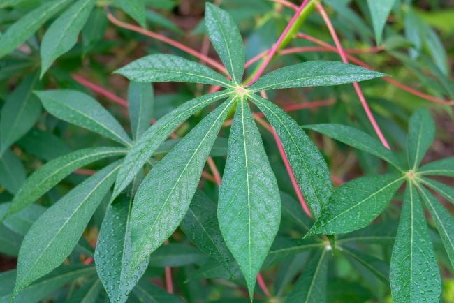 Daun Singkong untuk Ibu Hamil, Ini Manfaat dan Cara Sehat Mengonsumsinya - Alodokter