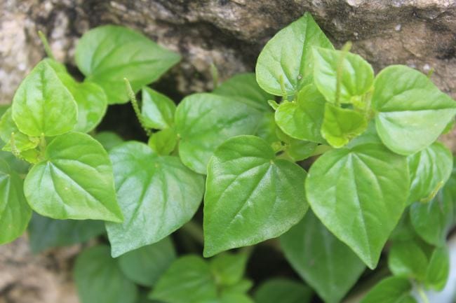 4 Manfaat Daun Sirih Cina untuk Wajah yang Jarang Diketahui - Alodokter