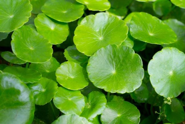 4 Manfaat Centella Asiatica untuk Wajah Cantik Bersinar - Alodokter