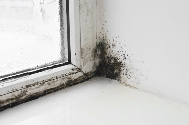 Black Mold, Jamur dalam Ruangan yang Membahayakan Kesehatan - Alodokter