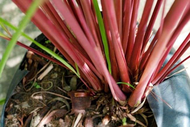 Sereh Merah, Ketahui Manfaat dan Cara Mengolahnya - Alodokter