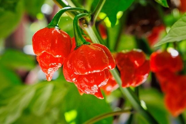 Cabe Carolina Reaper dan Tips Aman Mengonsumsinya - Alodokter