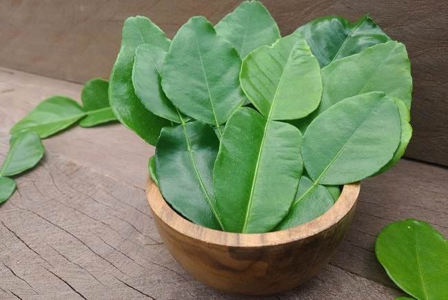 Daun Jeruk Purut, Ini Manfaatnya untuk Kesehatan Tubuh - Alodokter