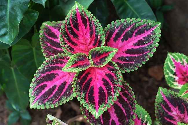 Daun Miana dan 7 Manfaatnya untuk Kesehatan - Alodokter