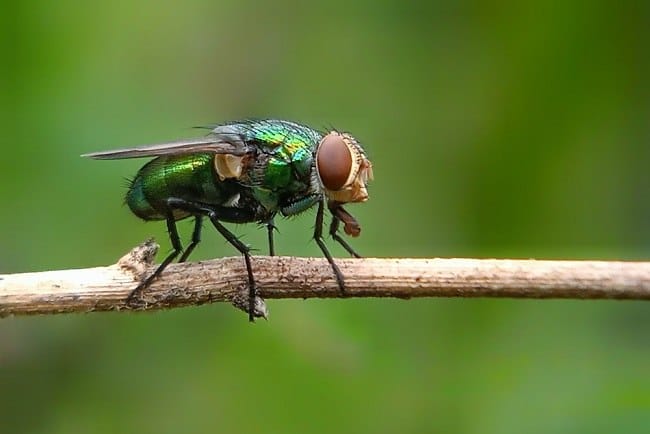 Lalat Hijau, Inilah Penyakit yang Dapat Ditularkan dan Langkah Pencegahannya - Alodokter