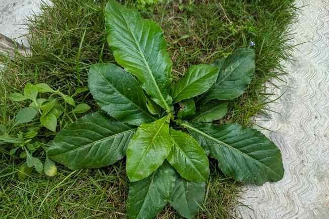 Tapak Liman, Tumbuhan Liar yang Memiliki Manfaat untuk Kesehatan - Alodokter