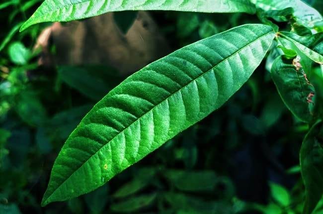 Daun Sungkai, Inilah 8 Manfaatnya untuk Kesehatan - Alodokter