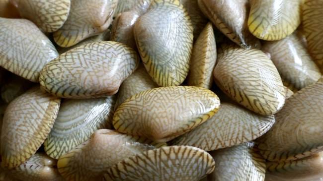 Kerang Batik, Inilah Nutrisi, Manfaat, dan Cara Mengolahnya - Alodokter