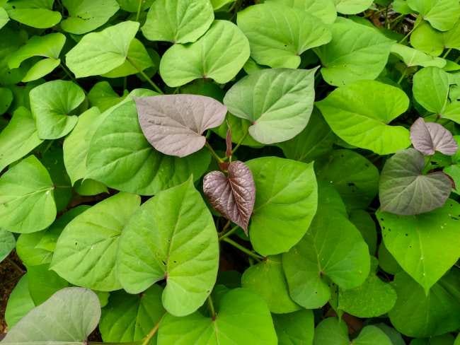 9 Manfaat Daun Ubi Jalar untuk Kesehatan Tubuh - Alodokter