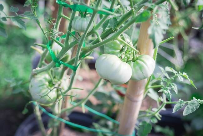 White Tomato Bikin Kulit Lebih Cerah dan Sehat, Apakah Benar? - Alodokter