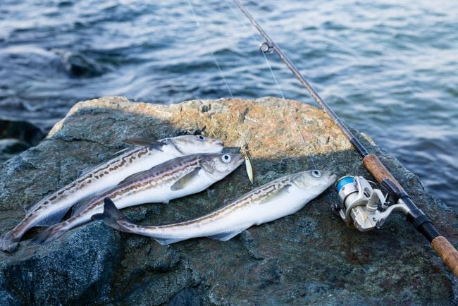 Ikan Pollock, Inilah 7 Manfaat dan Kandungan Nutrisinya - Alodokter