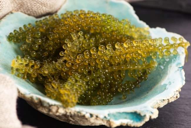 Anggur Laut, Ketahui Nutrisi dan Manfaatnya - Alodokter