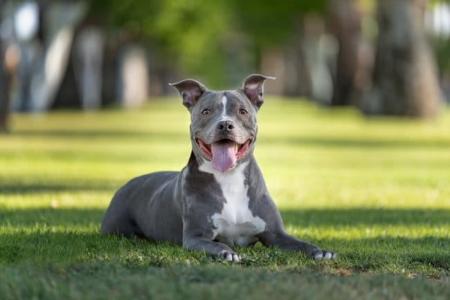 Anjing Pitbull, Ketahui Karakteristik dan Cara Merawatnya - Alodokter