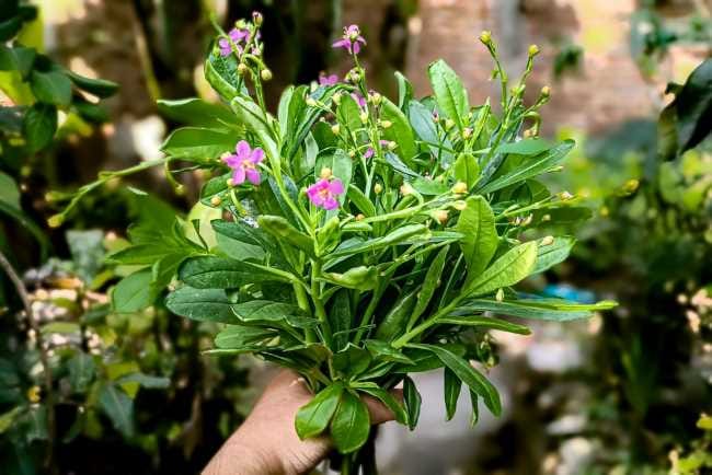 Ginseng Jawa, Kenali Manfaatnya bagi Tubuh - Alodokter