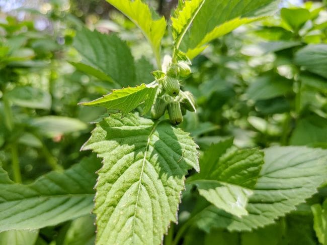 Daun Sintrong, Inilah Kandungan Nutrisi dan Manfaatnya untuk Kesehatan - Alodokter