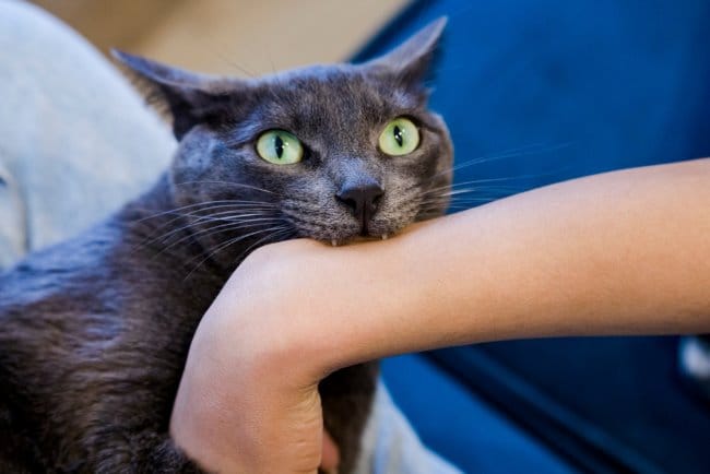 Arti Mimpi Digigit Kucing Berdasarkan Detail Mimpi
