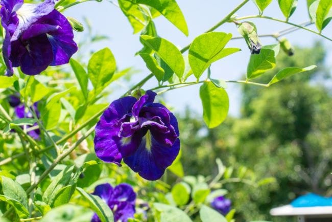 7 Manfaat Bunga Telang untuk Wanita yang Menyehatkan - Alodokter