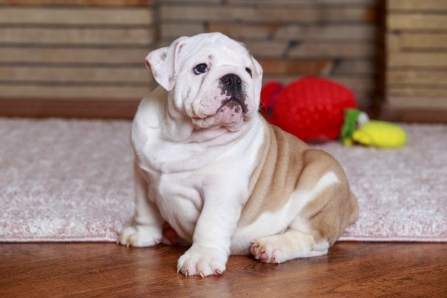 Anjing Bulldog, Kenali Karakteristik dan Cara Merawatnya - Alodokter
