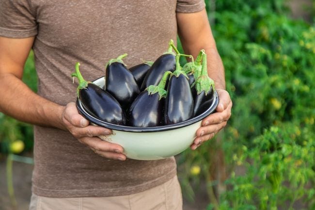 8 Manfaat Terong untuk Pria yang Jarang Diketahui - Alodokter