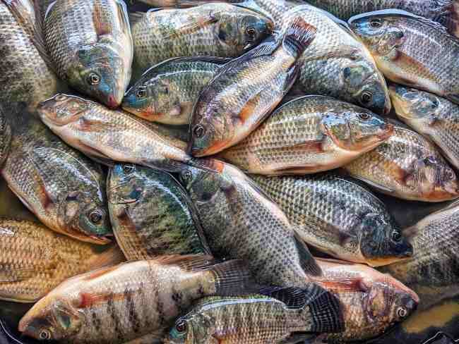 Alergi Ikan, Kenali Gejala dan Cara Mengatasinya - Alodokter