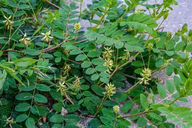 Astragalus, Tanaman Herbal dengan Potensi Manfaat Kesehatan - Alodokter