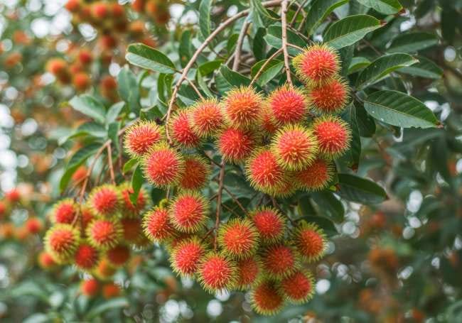 Benarkah Rambutan Bikin Batuk? Ini Faktanya - Alodokter