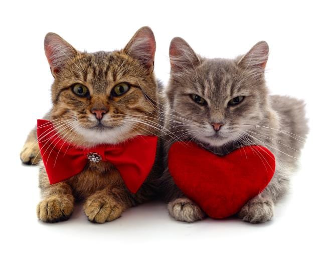 5 Perbedaan Kucing Jantan dan Betina - Alodokter