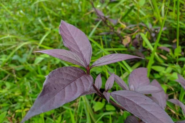 Daun Ungu untuk Ambeien, Inilah Manfaat dan Fakta Keamanannya - Alodokter