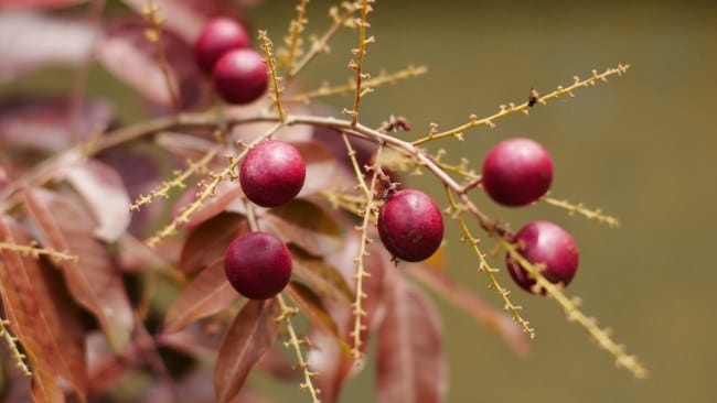 Kelengkeng Merah, Inilah Kandungan Nutrisi dan Manfaatnya bagi Kesehatan - Alodokter