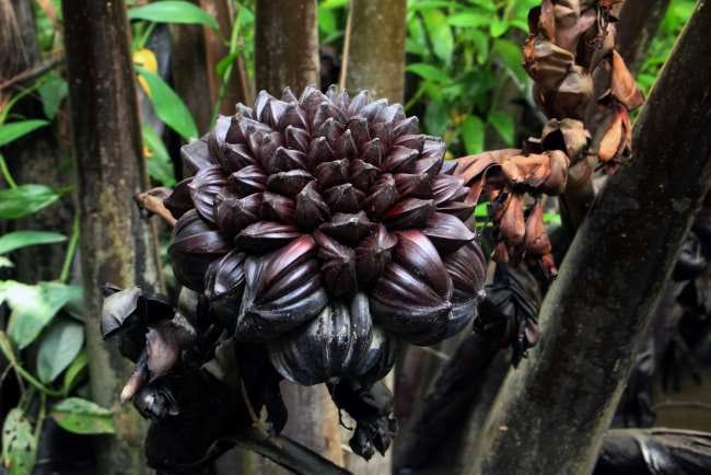 Buah Nipah, Ini Kandungan dan Manfaatnya bagi Kesehatan - Alodokter