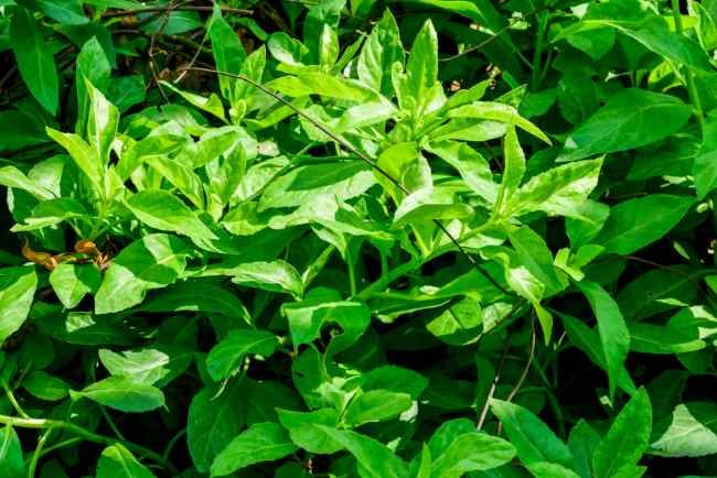 Daun Dewa, Inilah Manfaat dan Cara Mengonsumsinya - Alodokter