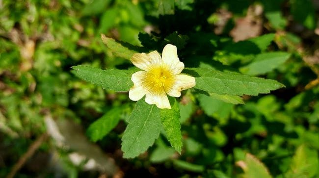 Sidaguri, Kenali Potensi Manfaat dan Risikonya bagi Kesehatan - Alodokter