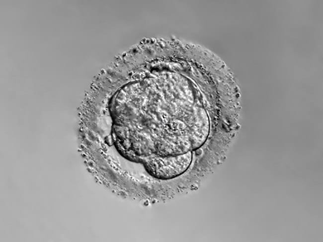 Morula, Tahap Awal yang Krusial dalam Proses Kehamilan - Alodokter