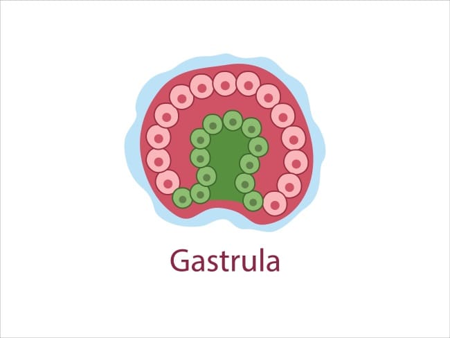 Gastrula, Tahap Penting dalam Pembentukan Organ Janin - Alodokter
