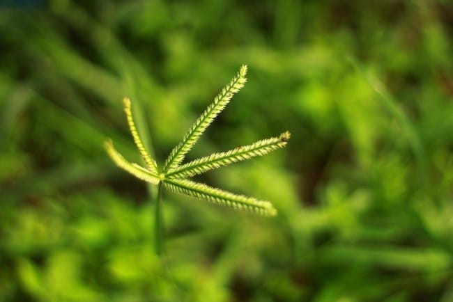 Rumput Belulang, Inilah Manfaat dan Cara Menggunakannya - Alodokter